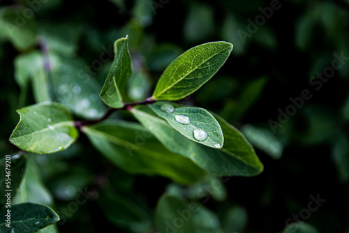 Close up of green leaves with water drops