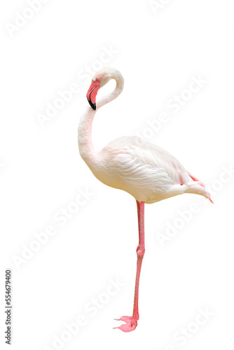 Beautiful flamingo isolated on transparent background.