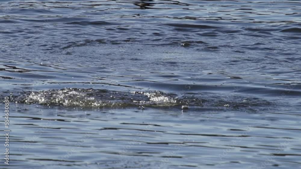 Cormorant dives into the water in super slow motion Cormorant dives into the water in super slow motion