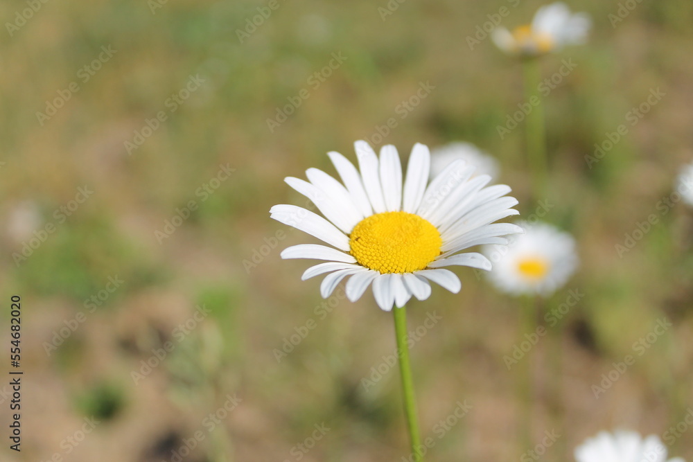 Daisies in a Meadow