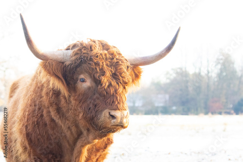  highland cow
