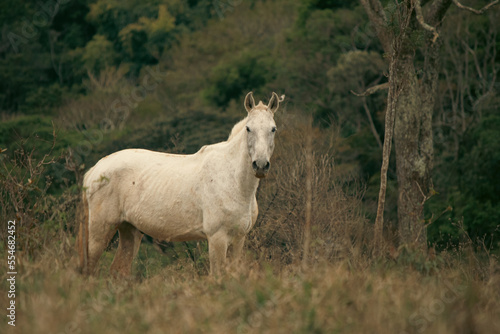 O Cavalo Selvagem branco