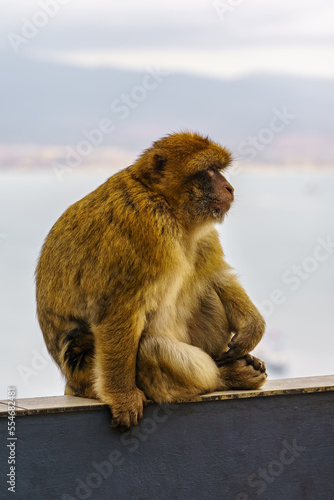 Gibraltar monkey in profile that inhabit the nature reserve that is high on the rock. © josemiguelsangar
