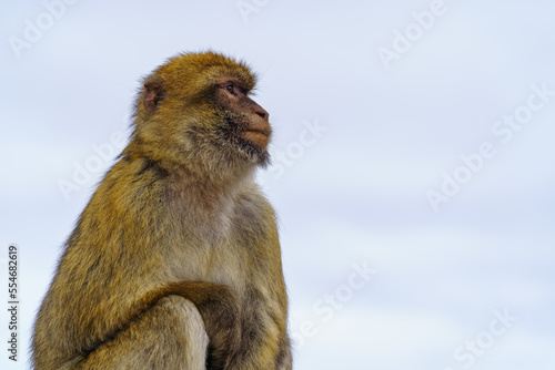 Gibraltar monkeys who live on top of the rock in the peninsula nature reserve.