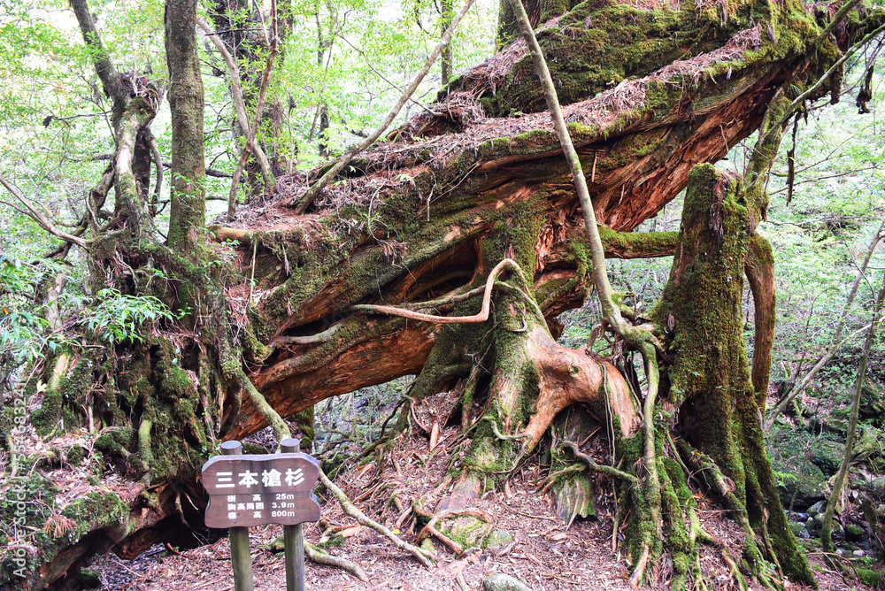 The Shiratani Unsuikyo Ravine - a green magnicicant gorge on Yakushima island in Japan, a moss forest with ancient cedar trees which was inspiration for animation Mononoke Hime The Shiratani Unsuikyo Ravine - a green magnicicant gorge on Yakushima island in Japan, a moss forest with ancient cedar trees which was inspiration for animation Mononoke Hime
