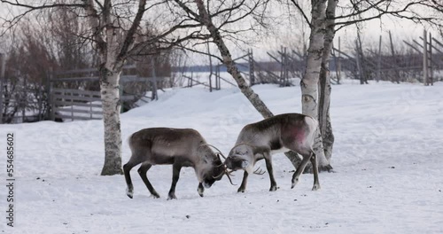 Reindeer fight in Lapland, Sweden photo