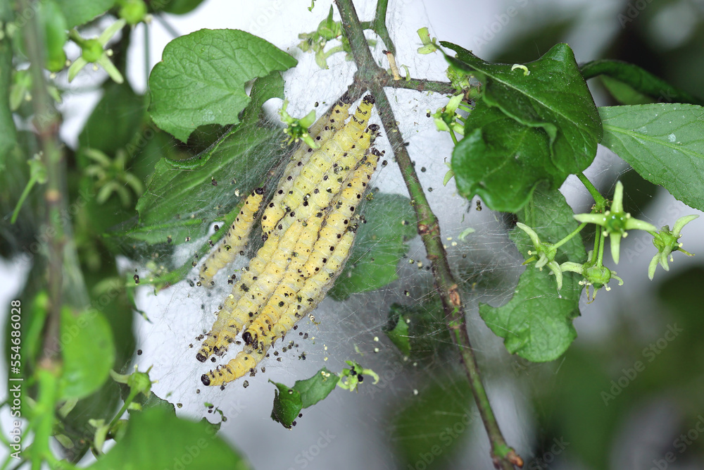 Group of Larvae of Bird-cherry ermine (Yponomeuta evonymella) pupate in tightly packed communal, white web on a tree trunk and branches among green leaves in summer Group of Larvae of Bird-cherry ermine (Yponomeuta evonymella) pupate in tightly packed communal, white web on a tree trunk and branches among green leaves in summer