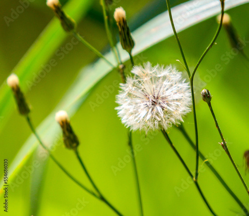 Flor