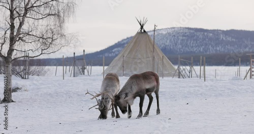 Reindeer at the Sami village, Lapland, Sweden photo