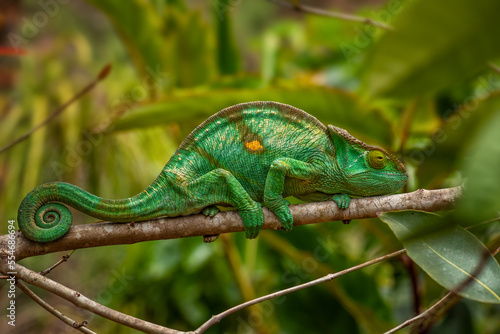Parson’s Chameleon - Calumma parsonii, rain forest Madagascar east coast. Colourful endemic lizard.