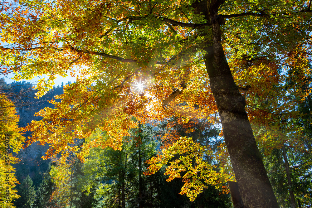 Autumn, sunlight, maple forest, treetops, bright, maple trees