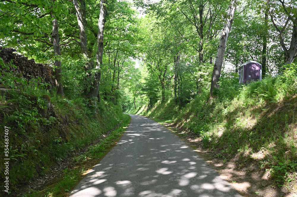 Fototapeta premium Forest path with firewood on the left and mobile toilet on the right of the path