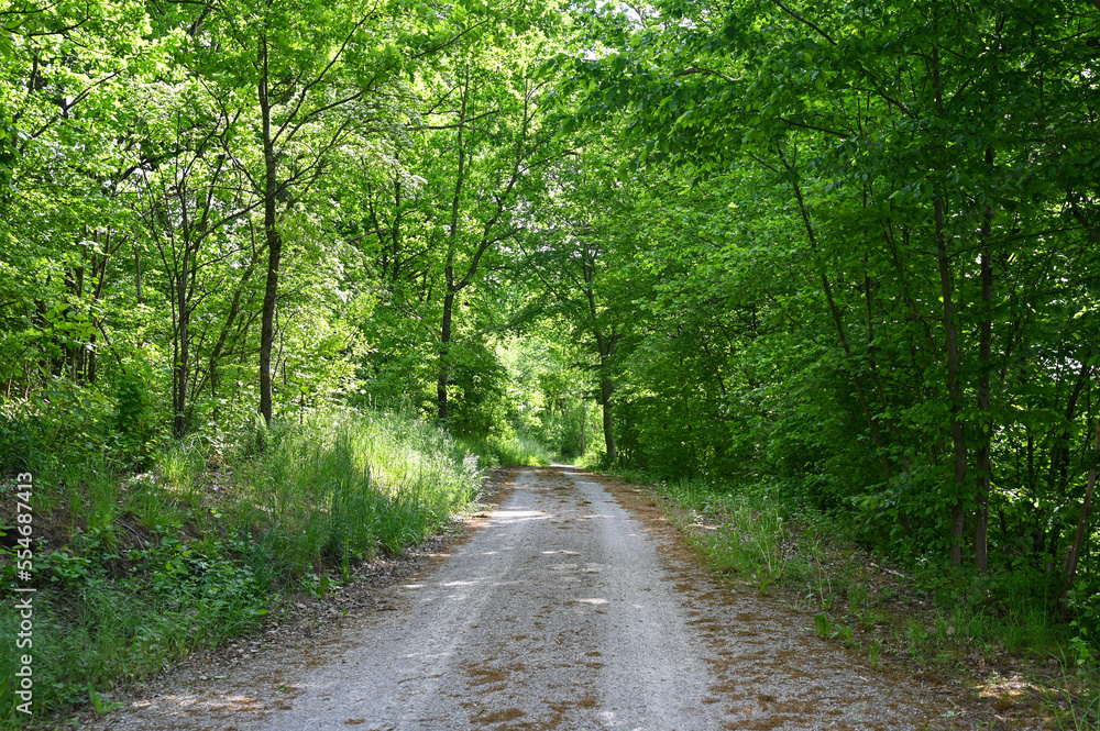 Forest path with trees Forest path with trees