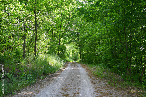 Forest path with trees