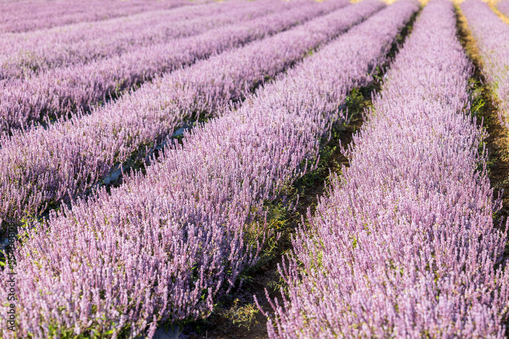 Obraz premium Chinese Mesona flower field in Taoyuan Yangmei District