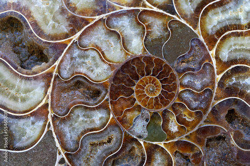 Petrified ammonite shell spiral pattern