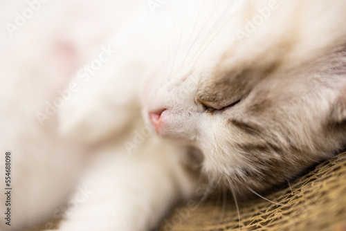 Close up of the sleeping cat © leungchopan