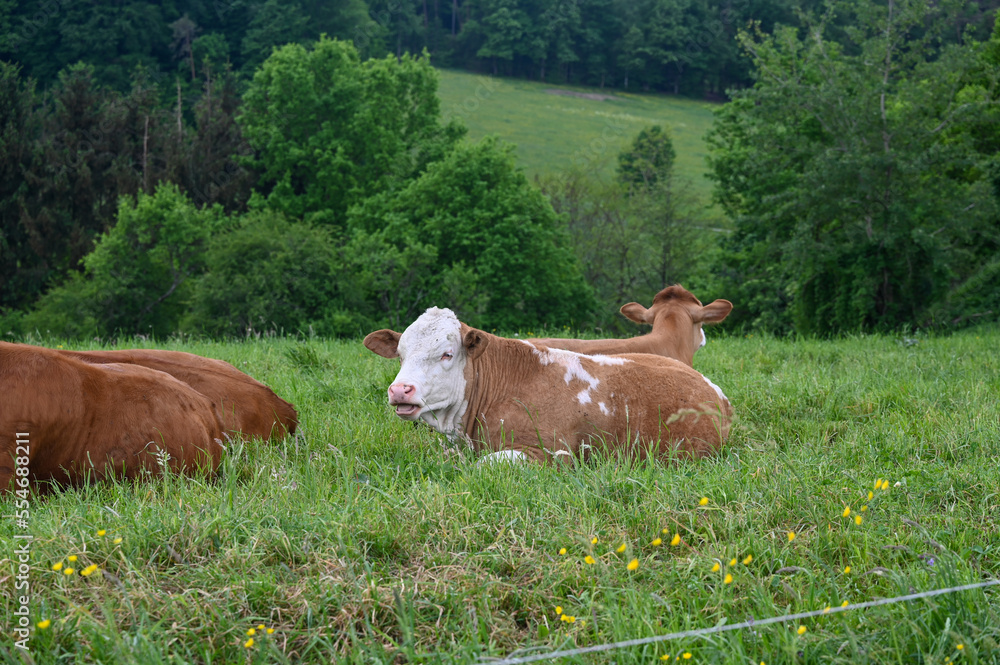 Brown cows are sitting in the pasture Brown cows are sitting in the pasture