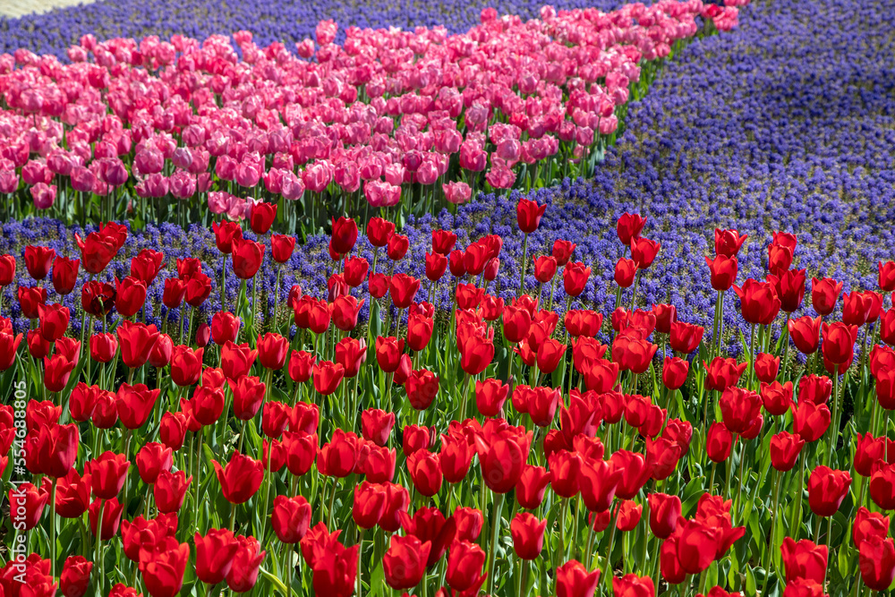 Many mixed color tulips in the garden 