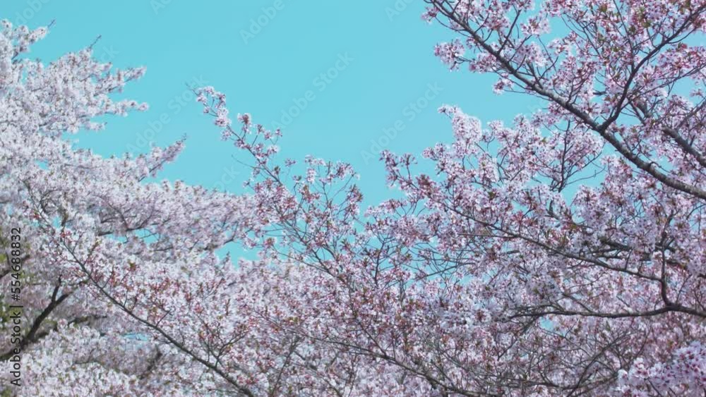 青空に映える可憐な桜の花 青空に映える可憐な桜の花