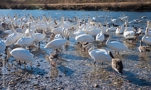 lots of swans and canada gooses at riverside Isar river munich photo