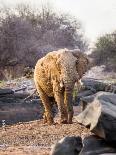An african elephant   Loxodonta Africana  walking to the camera  Laikipia  Kenya.