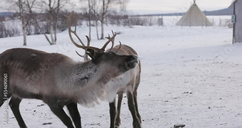 Reindeer fighting, Lapland, Sweden photo