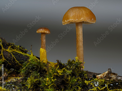 Obraz na plátně Myxomyceten Plasmodium überfällt Pilze
