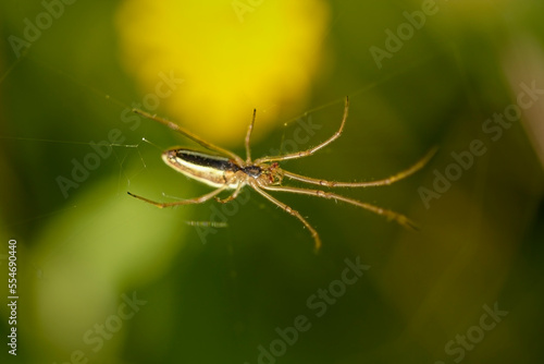 Closeup of a spider from a portuguese meadow