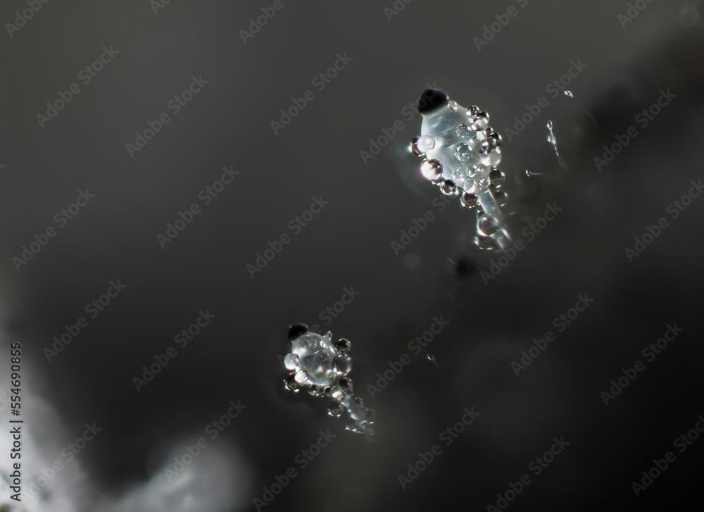 Pillenwerfer (Pilobolus kleinii)