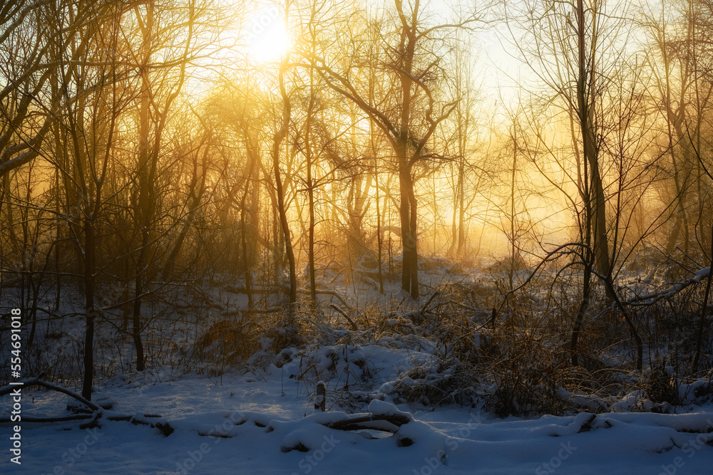 Fog forms as the rising sun warm the snow and create a mystical look in Windsor in Upstate NY. Sun, Snow, and Fog all at the same time. Fog forms as the rising sun warm the snow and create a mystical look in Windsor in Upstate NY. Sun, Snow, and Fog all at the same time.