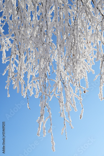 Fototapeta Naklejka Na Ścianę i Meble -  Ośnieżona gałąź.