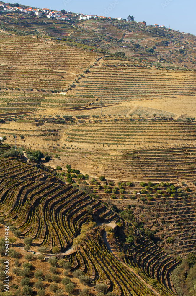 Porto Wine vineyards, Alto Douro, Tras-os-Montes, Portugal