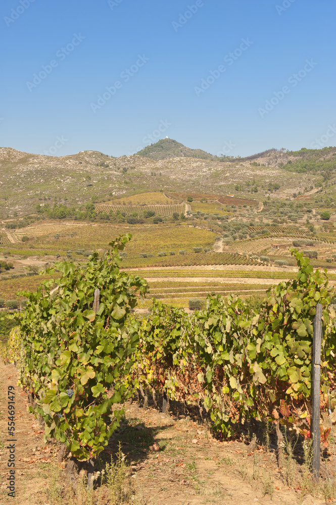 Porto Wine vineyards, Alto Douro, Tras-os-Montes, Portugal