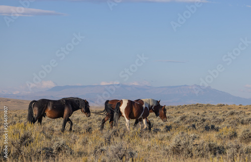 Wild Horses in Autumn in the Wyoming Desert © natureguy