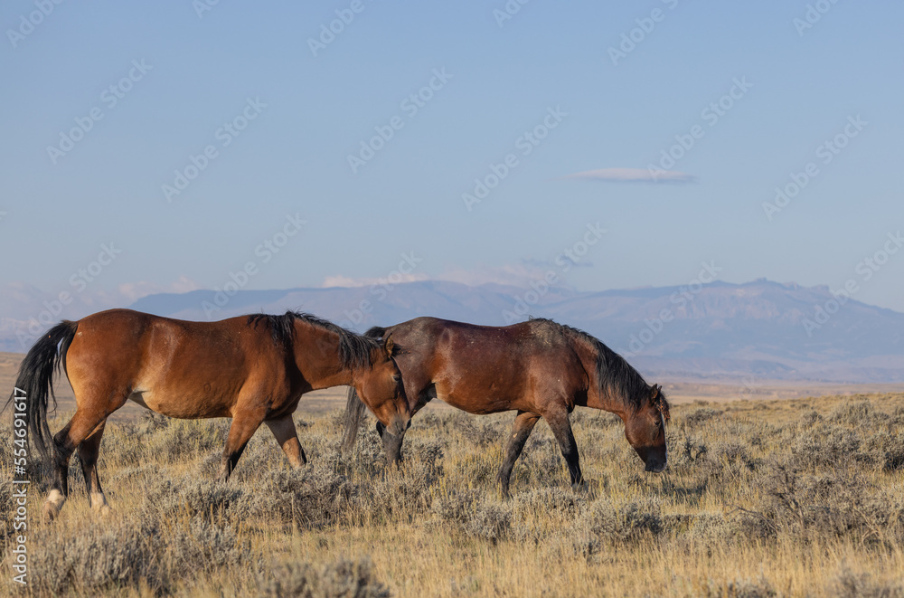 Wild Horses in Autumn in the Wyoming Desert Wild Horses in Autumn in the Wyoming Desert