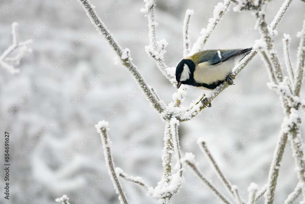 Kohlmeise im Winter Kohlmeise im Winter