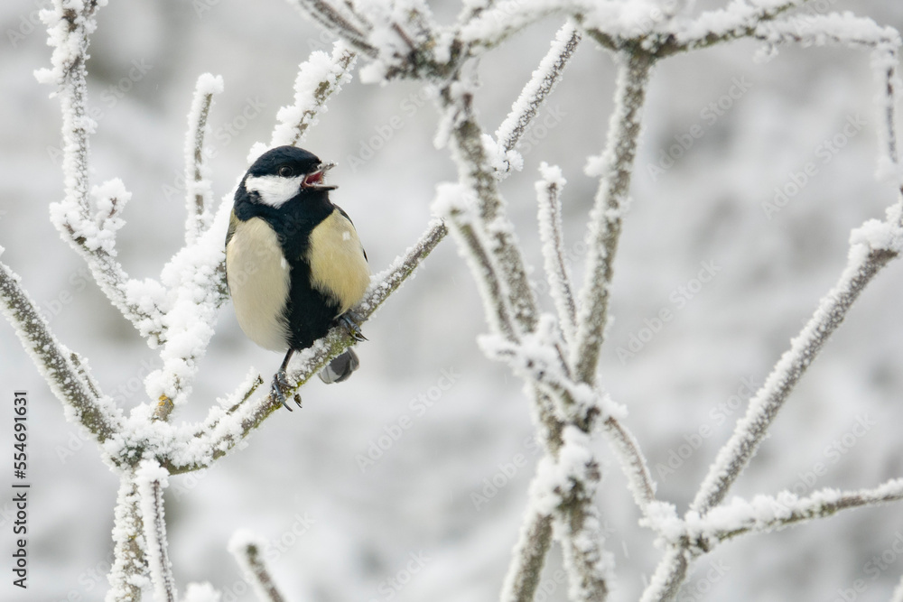 Kohlmeise im Winter Kohlmeise im Winter