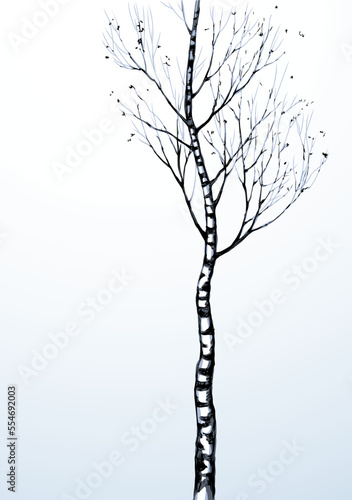 Birch. Vector drawing black pattern