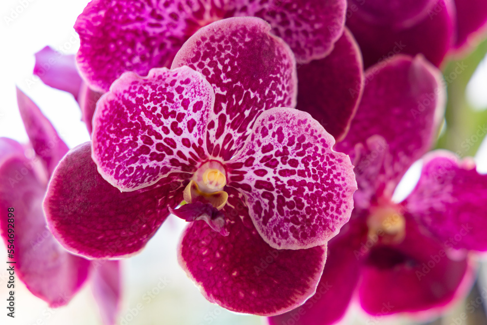 Close up of beautiful pink vanda orchids in garden. Selective focus. Close up of beautiful pink vanda orchids in garden. Selective focus.