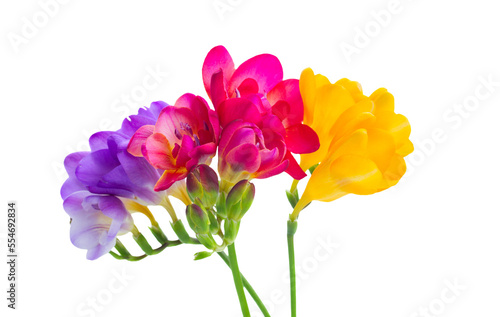 blue  pink and yellow freesia  flowers
