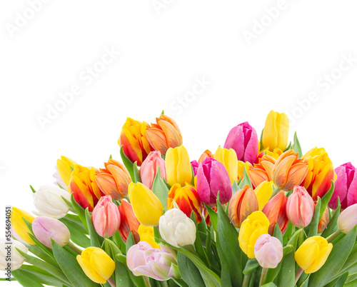 Fototapeta Naklejka Na Ścianę i Meble -  Fresh tulips flowers, isolated 