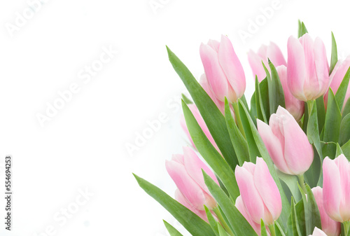 pink   tulips close up