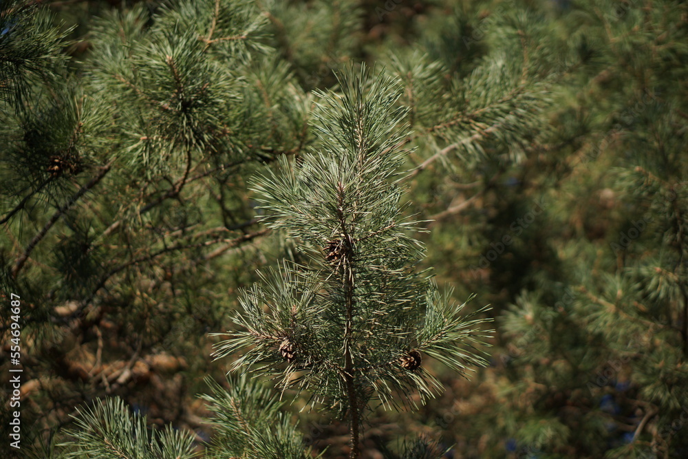 Green pine tree branches with needles in the forest Green pine tree branches with needles in the forest
