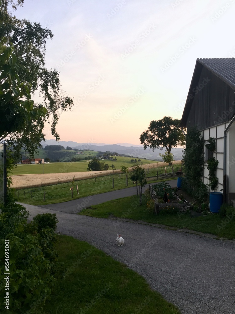 View of the mountains and fields, a small garden and a rabbit. View of the mountains and fields, a small garden and a rabbit.
