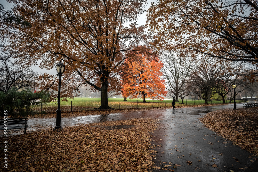 Naklejka premium Foliage in the city park