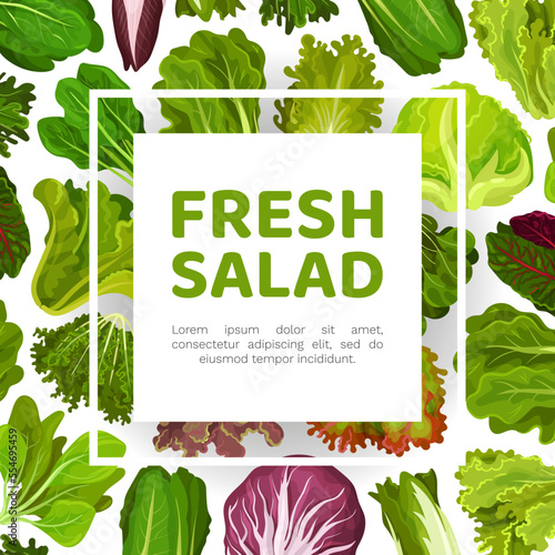Fresh Salad Leaves Design with Green Vegetables Vector Template