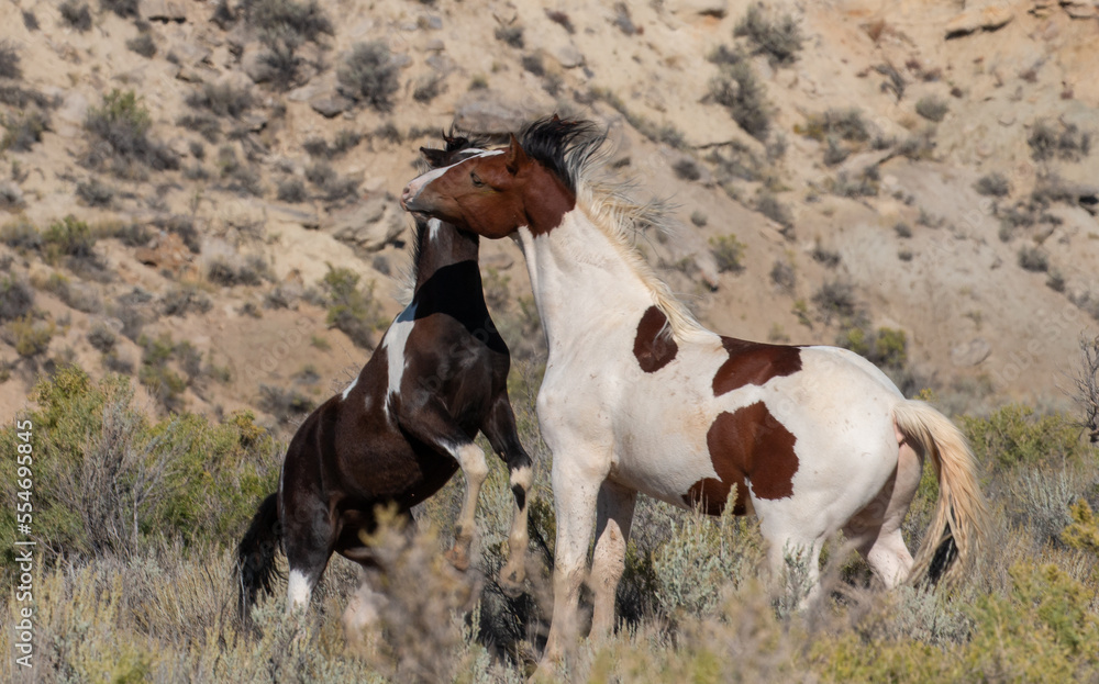 Wild Horses Fighting in Autumn in the Wyoming Desert