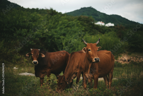 Beautiful Asian brown cows animals are graze on meadow, eating grass © Евгений Шемякин
