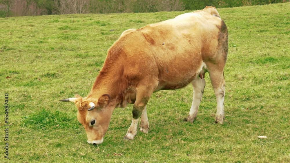 Brown cow grazing on a farmland grass field Brown cow grazing on a farmland grass field
